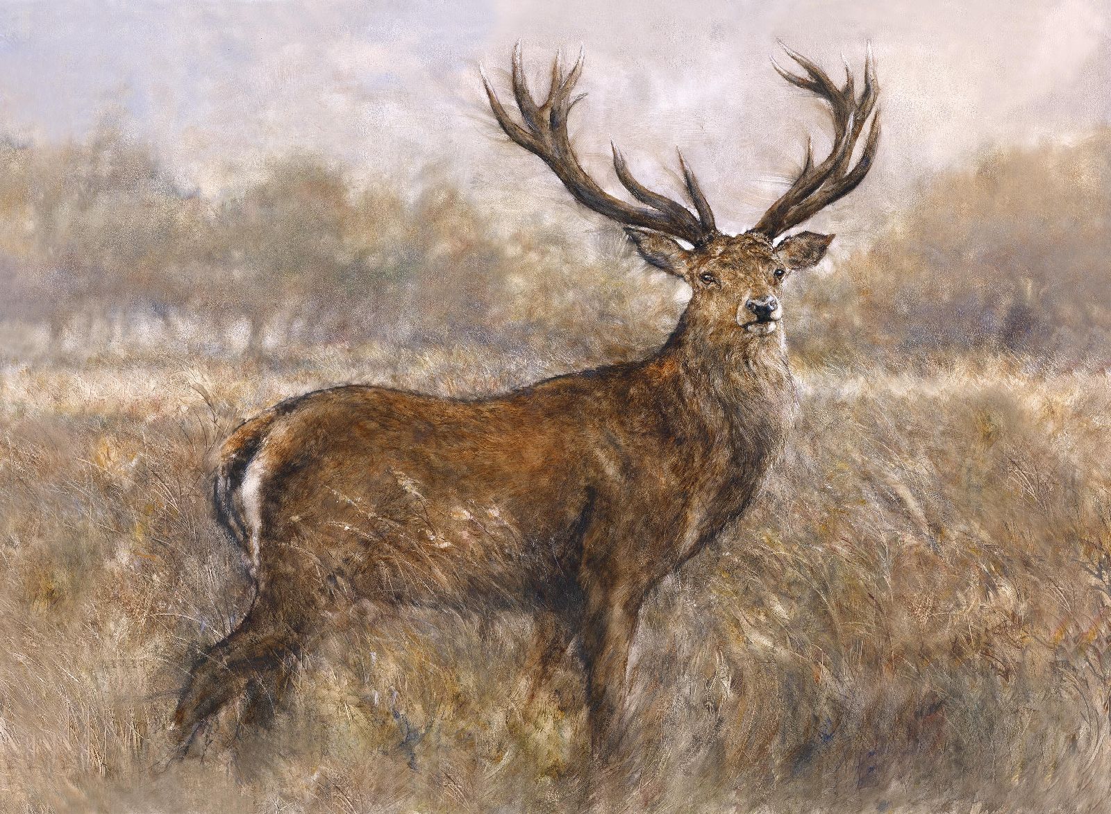 Misty Morning Stag by Gary Benfield